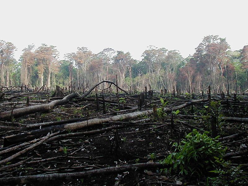Deforestación en México. Foto: Jami Dwyer