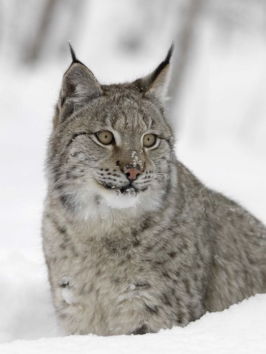 La población de linces en España ha aumentado en 2018 hasta los 650 ejemplares.