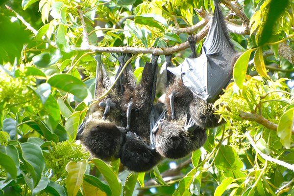 Un zorro volador lame el pene de un compañero. Foto: Norimasa Sugita