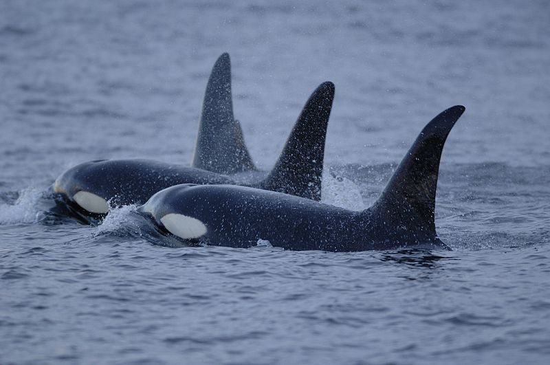 Orcas en el Pacífico. Foto: NOAA