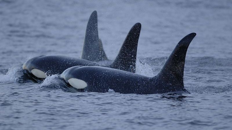 Orcas en el Pacífico. Foto: NOAA Orcas en el Pacífico. Foto: NOAA
