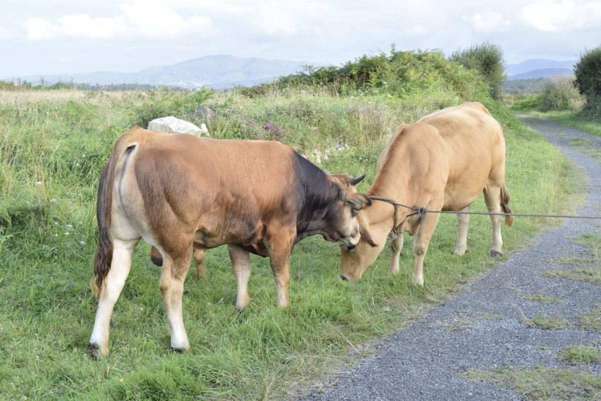 El toro de Lucía Etxebarría