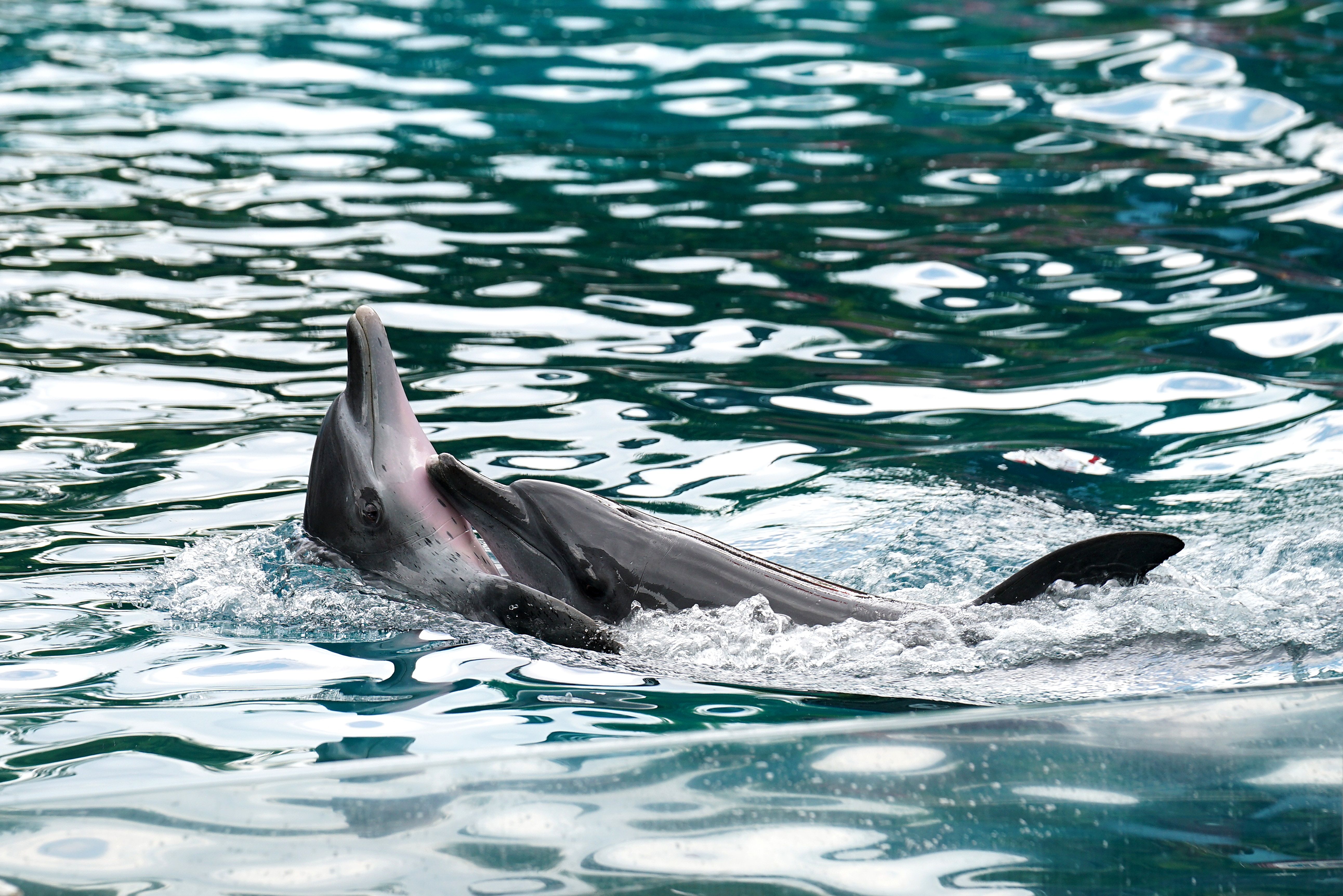Delfines se frotan. Foto: Anson Antony en Unsplash