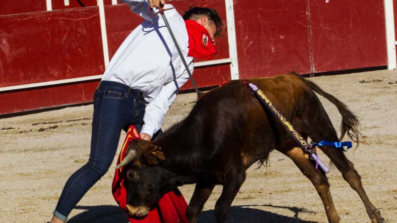 PACMA denuncia una nueva becerrada en San Rafel, Segovia PACMA denuncia una nueva becerrada en San Rafel, Segovia