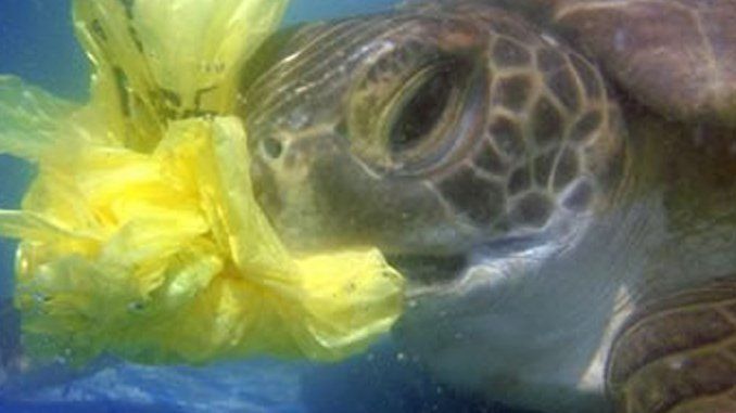 Imagen de una tortuga con un plástico amarillo - Twitter Guardia Civil