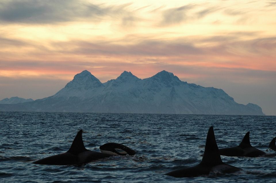 ‘Las Gladis’, las orcas más temidas por los veleros no son vengativas