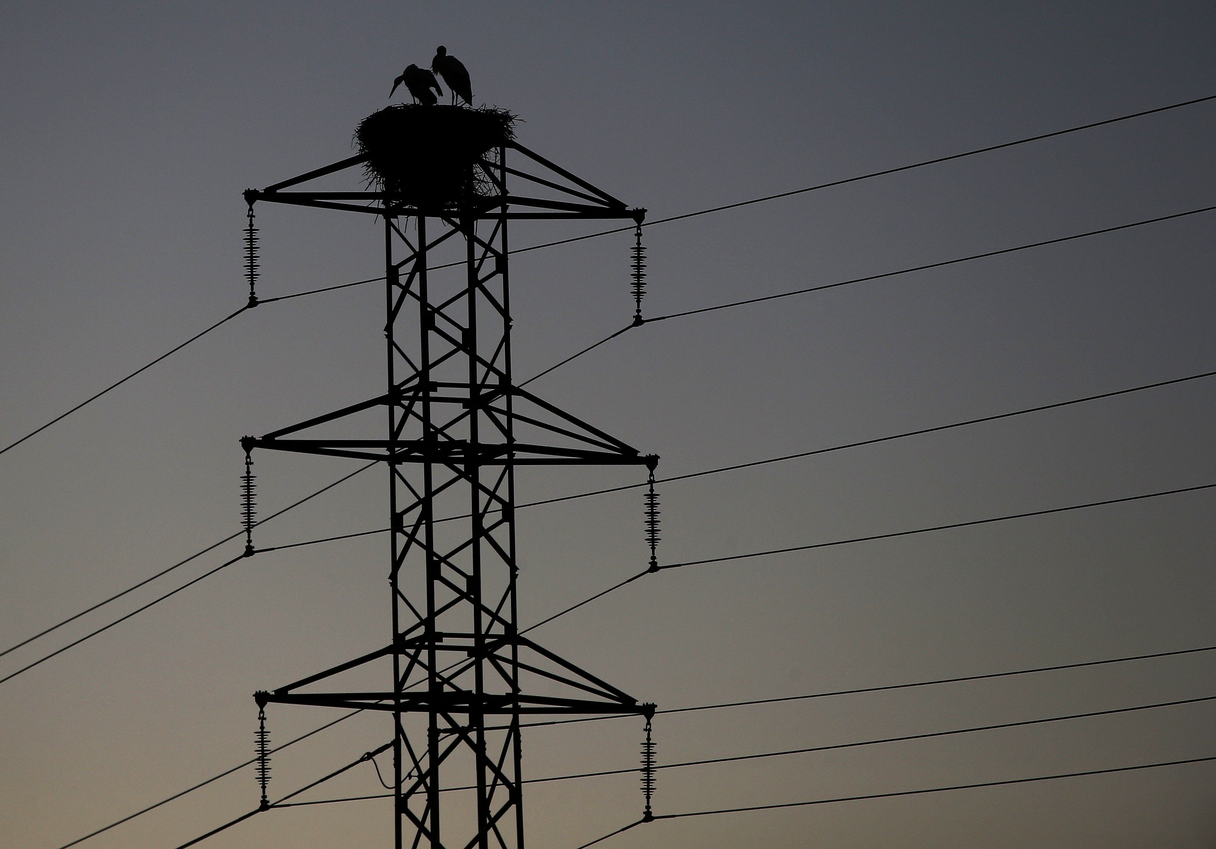 Dos cigüeñas permanecen en el nido de la torre de un tendido eléctrico cercano a la Catedral de Pamplona. EFE/Archivo