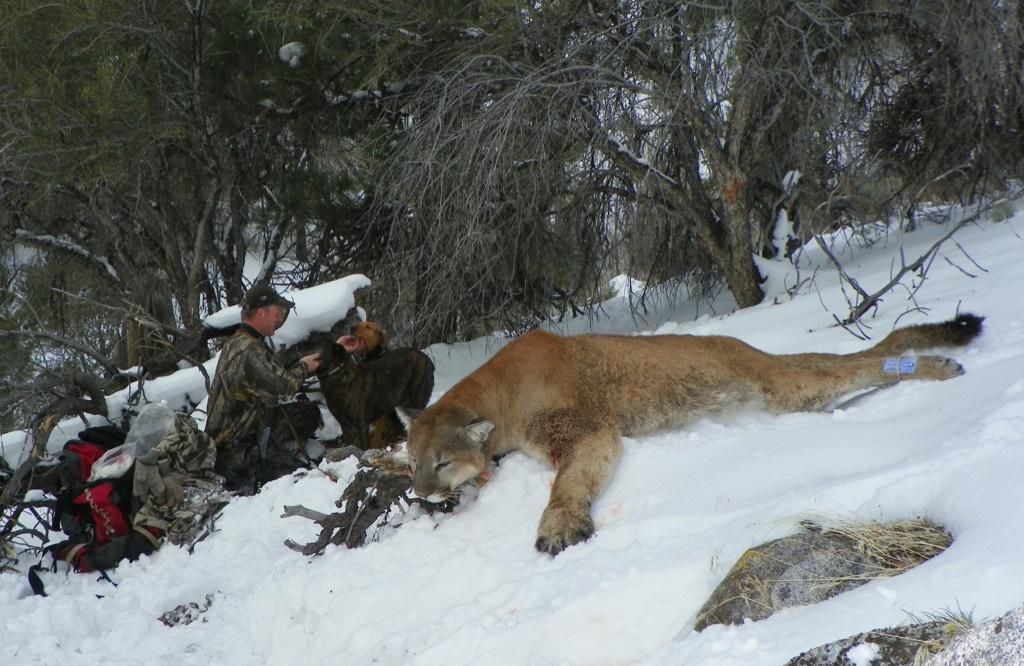 Puma abatido por un cazador. Foto: dh Reno 