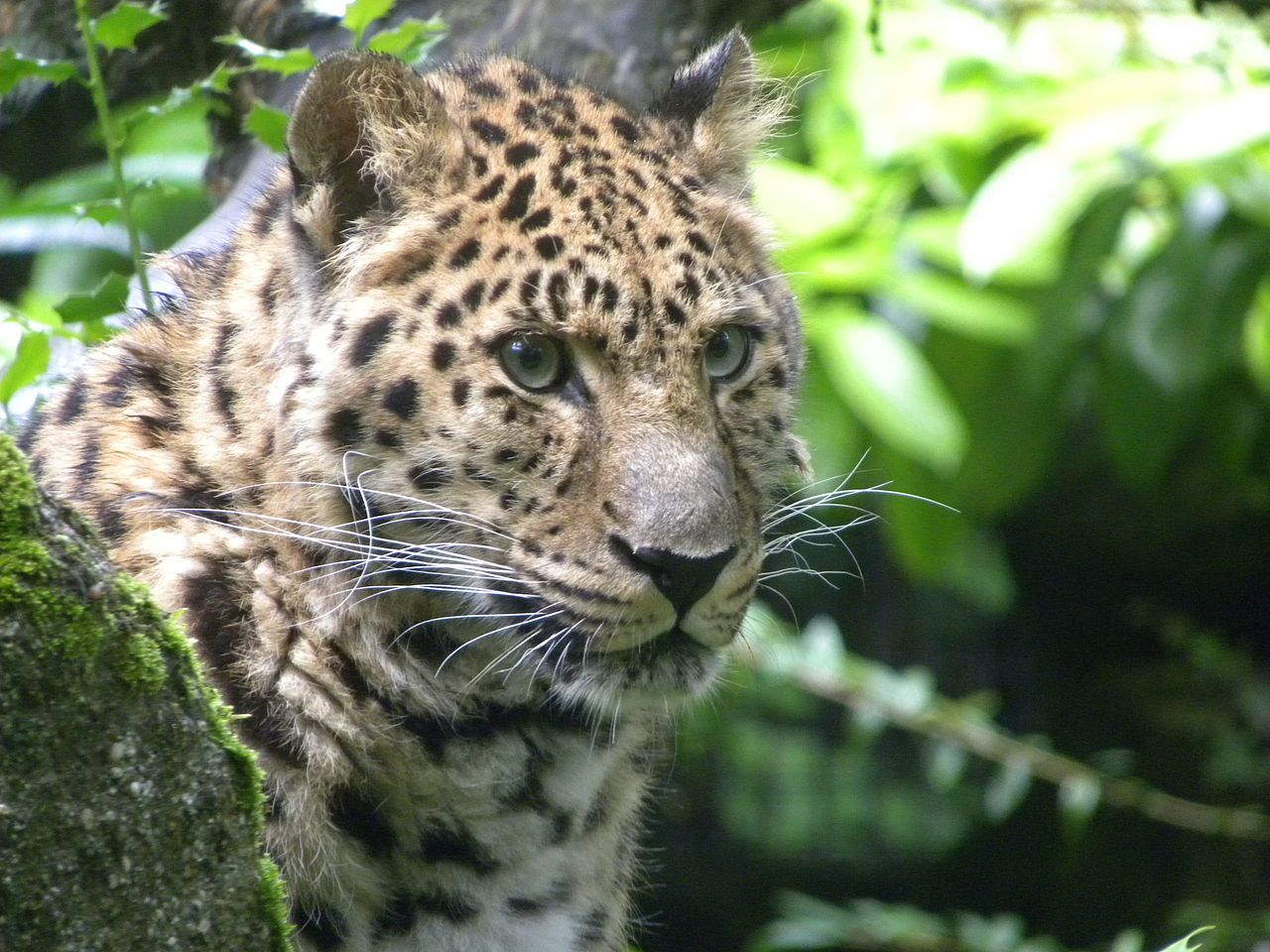 Leopardo de Amur. Foto: Tim Sträter