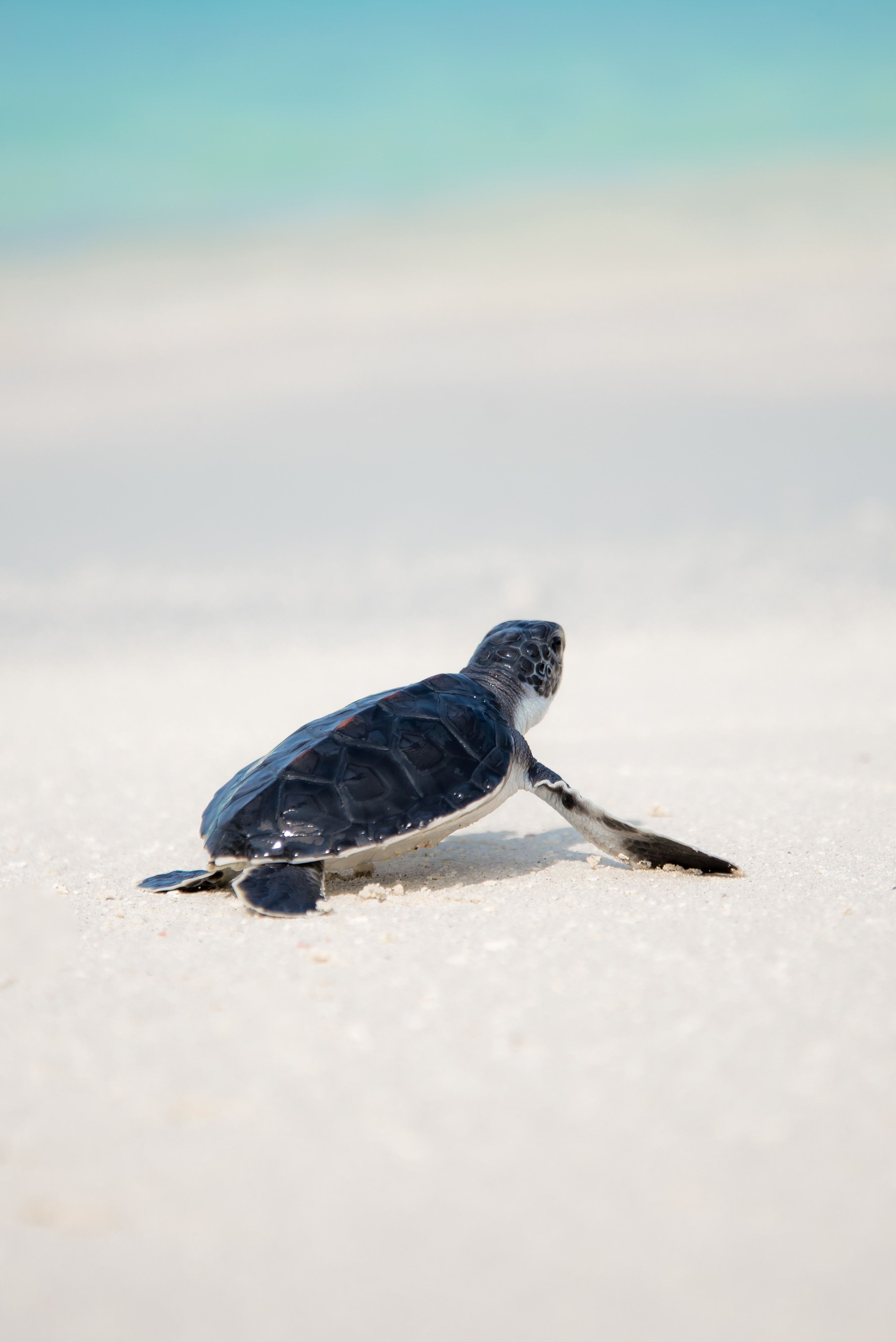 Una cría de tortuga se dirige al mar. Foto: Jcob Nasyr en Unsplash