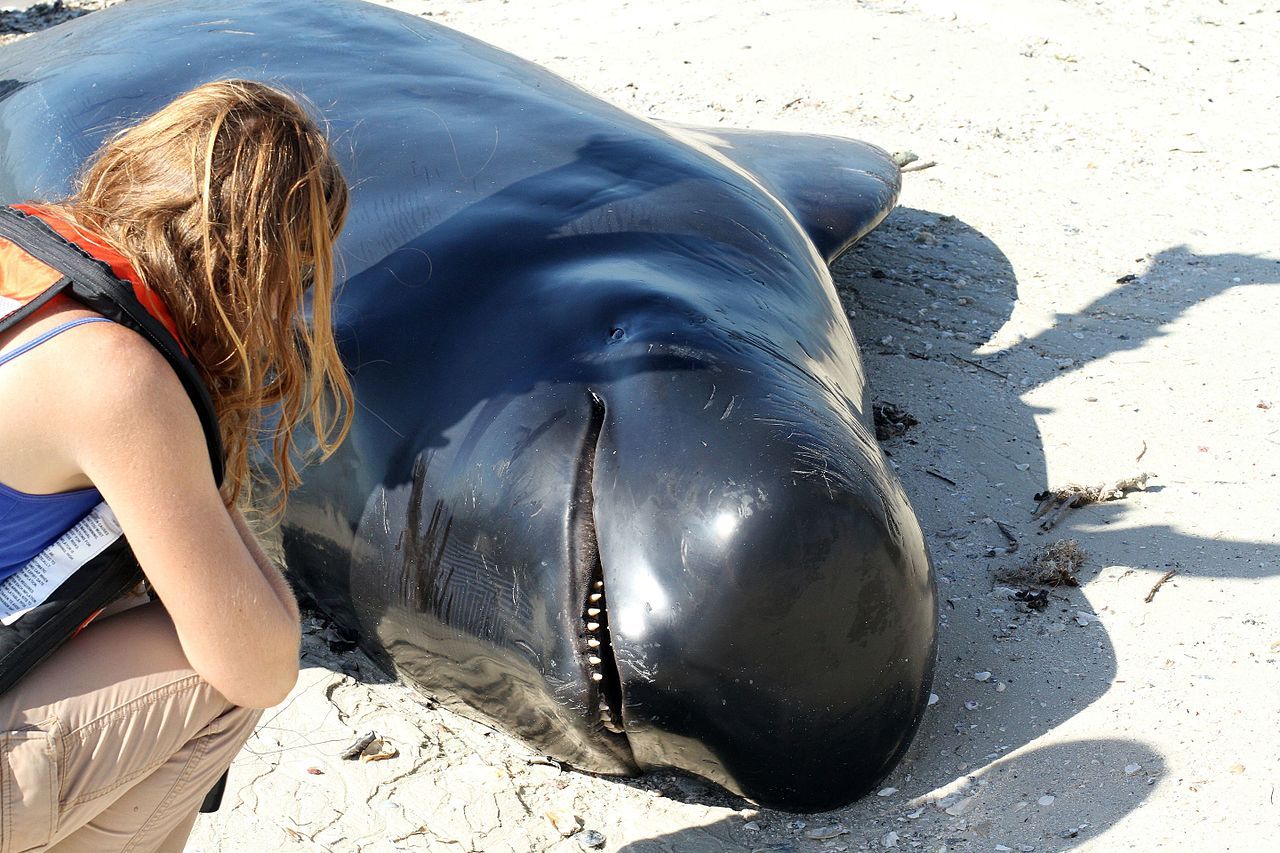 Una ballena piloto agoniza en una playa. Foto: Everglades NPS