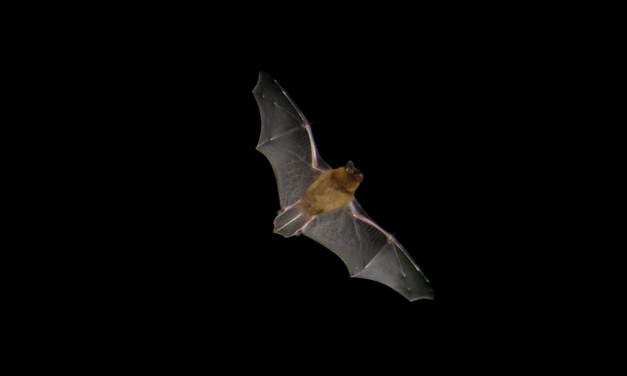 Murciélago común (pipistrellus pipistrellus) en vuelo - Wikimedia Commons