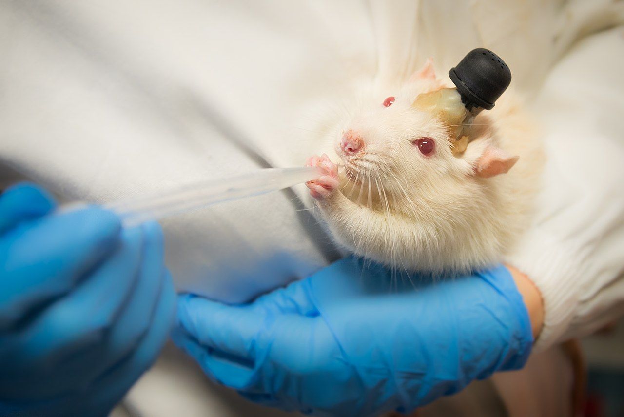 Experimento con una rata de laboratorio. Foto: Anna Marchenkova