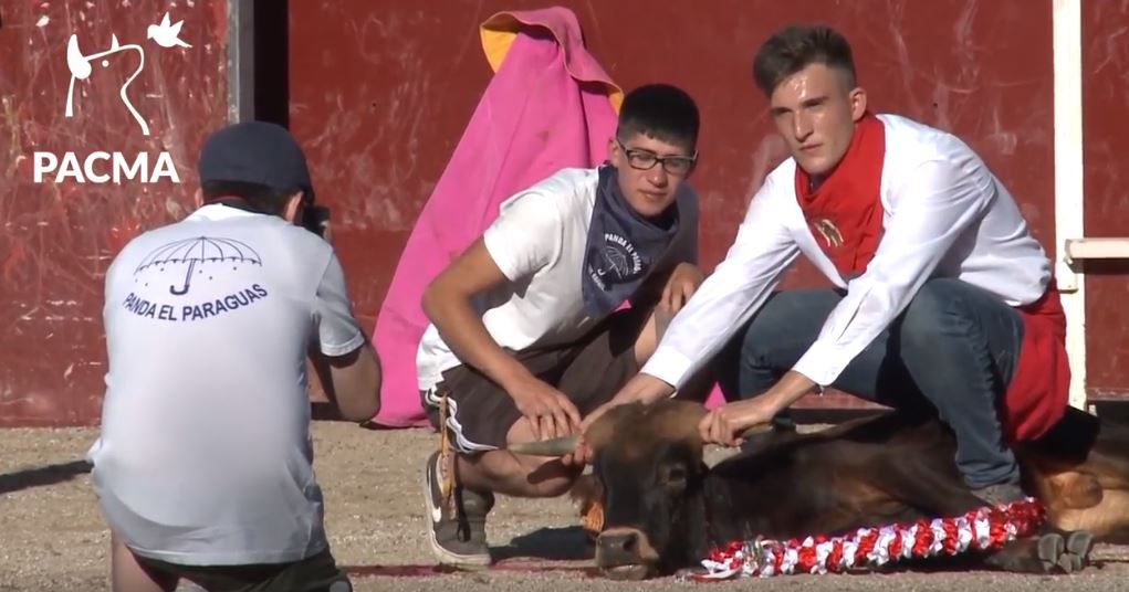 Dos jóvenes posan con el cadáver de un becerro