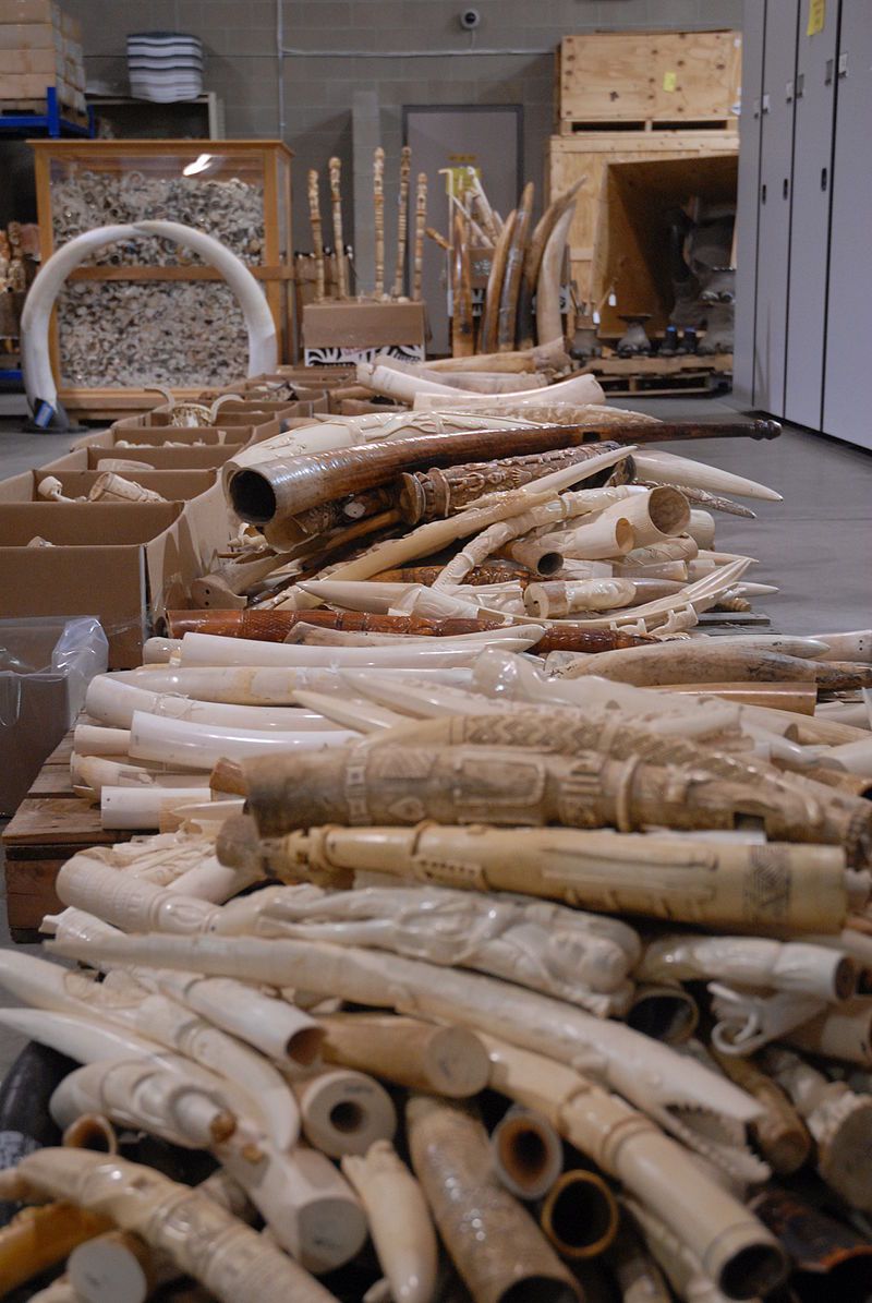 Piezas de colmillo de elefante. Foto: USFWS Mountain Prairie