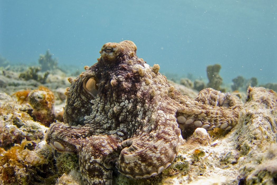 Un pulpo, sobrio, de un arrecife del caribe. Foto: Vlad Tchompalov