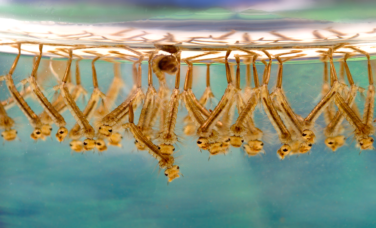 Larvas de mosquito. Foto: James Gathany, CDC