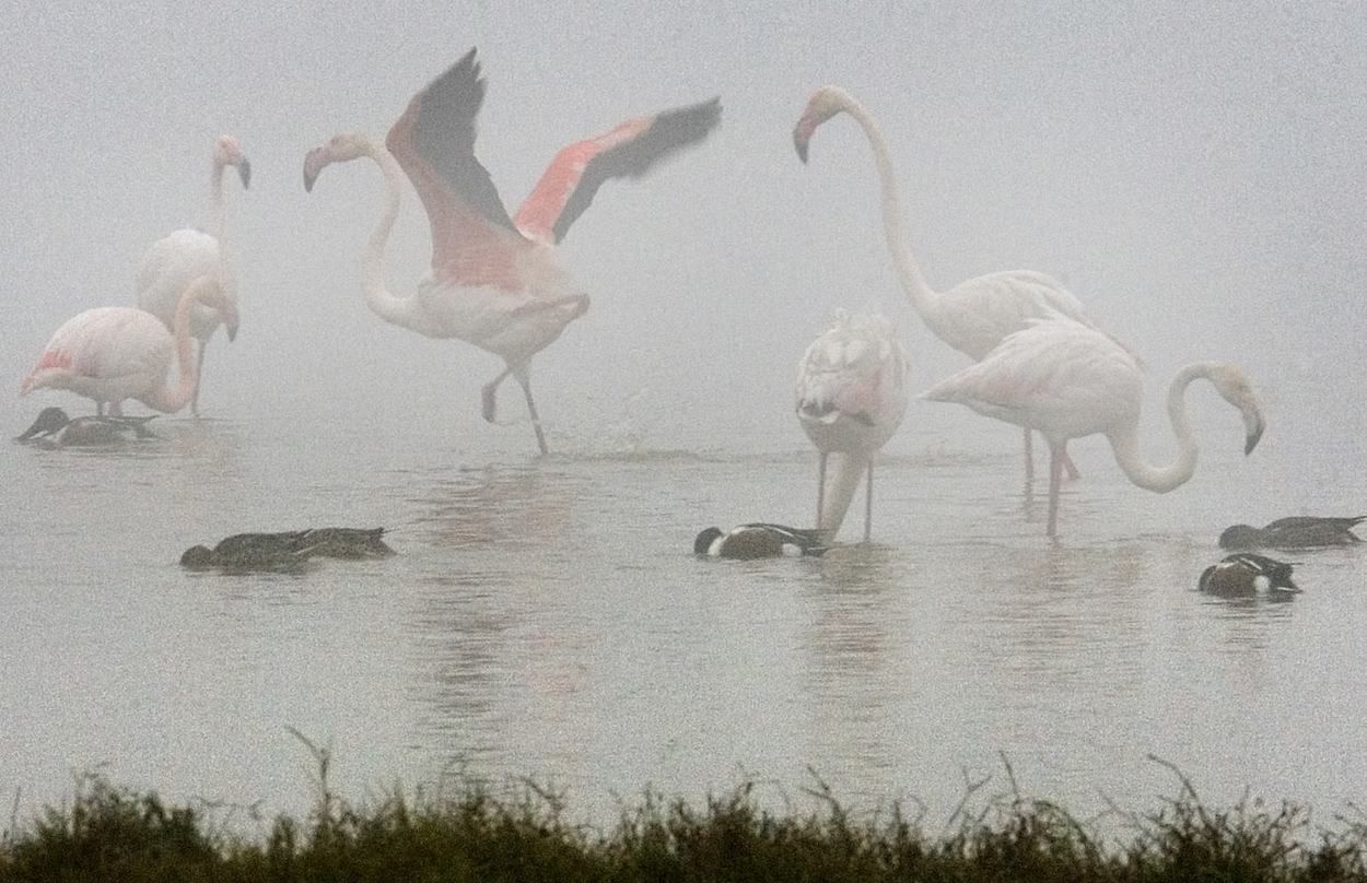 Flamencos y anades buscan alimento entre la niebla en una de las lagunas de Doñana. EFE