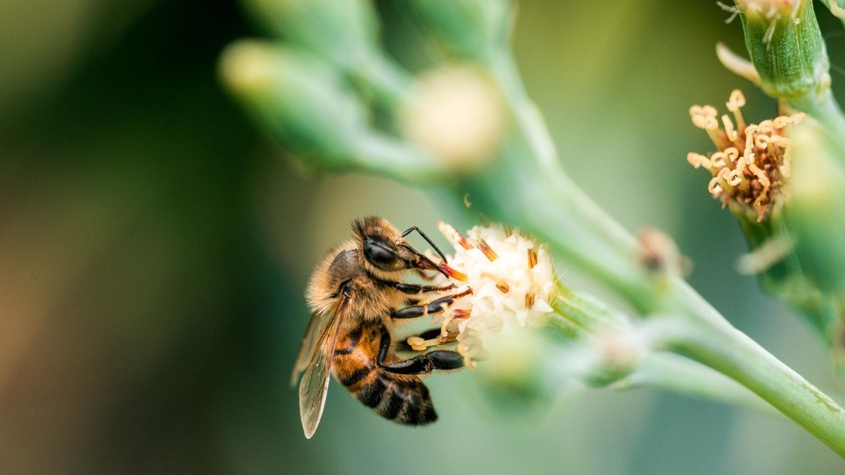 Una abeja recolecta néctar. Foto: Harrison Broadbent