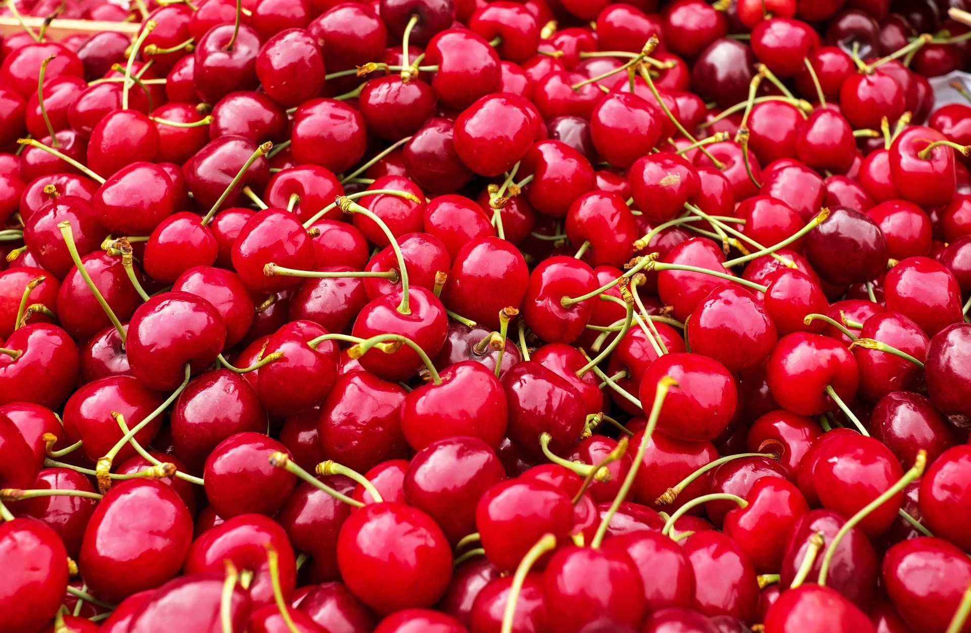 El consumo de cereza puede alterar el reloj molecular del tejido adiposo