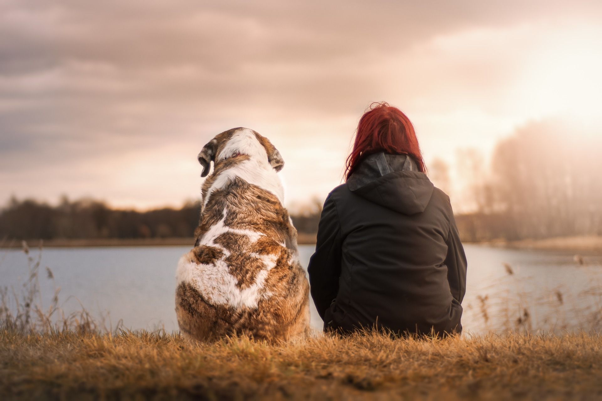 ¿Qué hacer si te encuentras un animal en la calle?