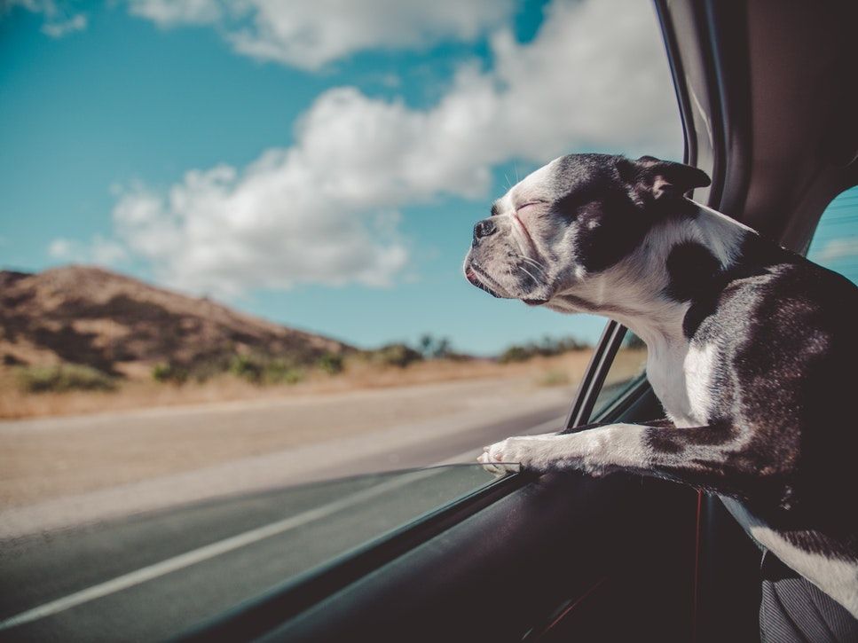 Un perro se asoma a la ventanilla de un coche. Foto:  Avi Richards