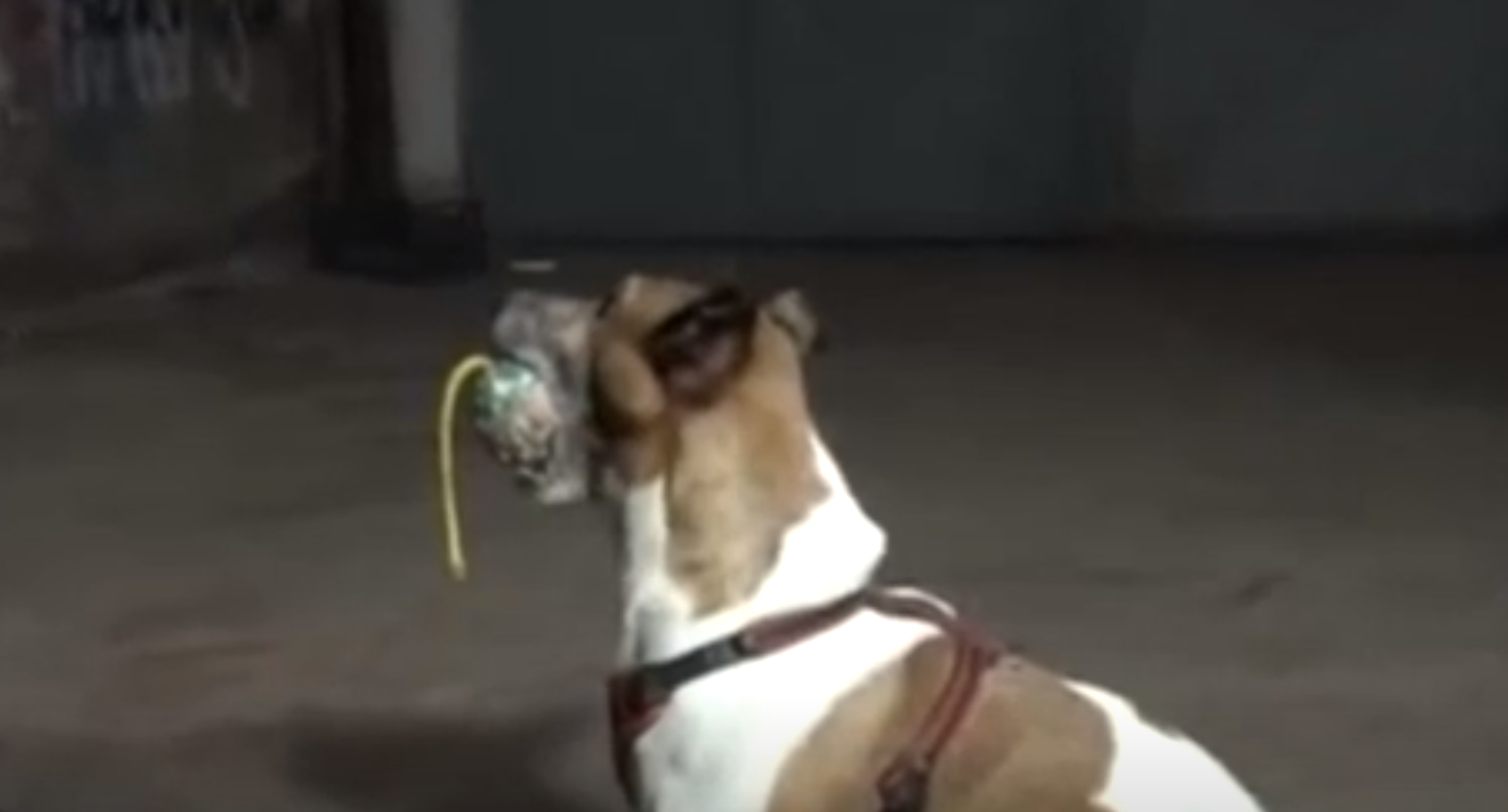 Pocho, el perro antidroga condenado a muerte por La Camorra