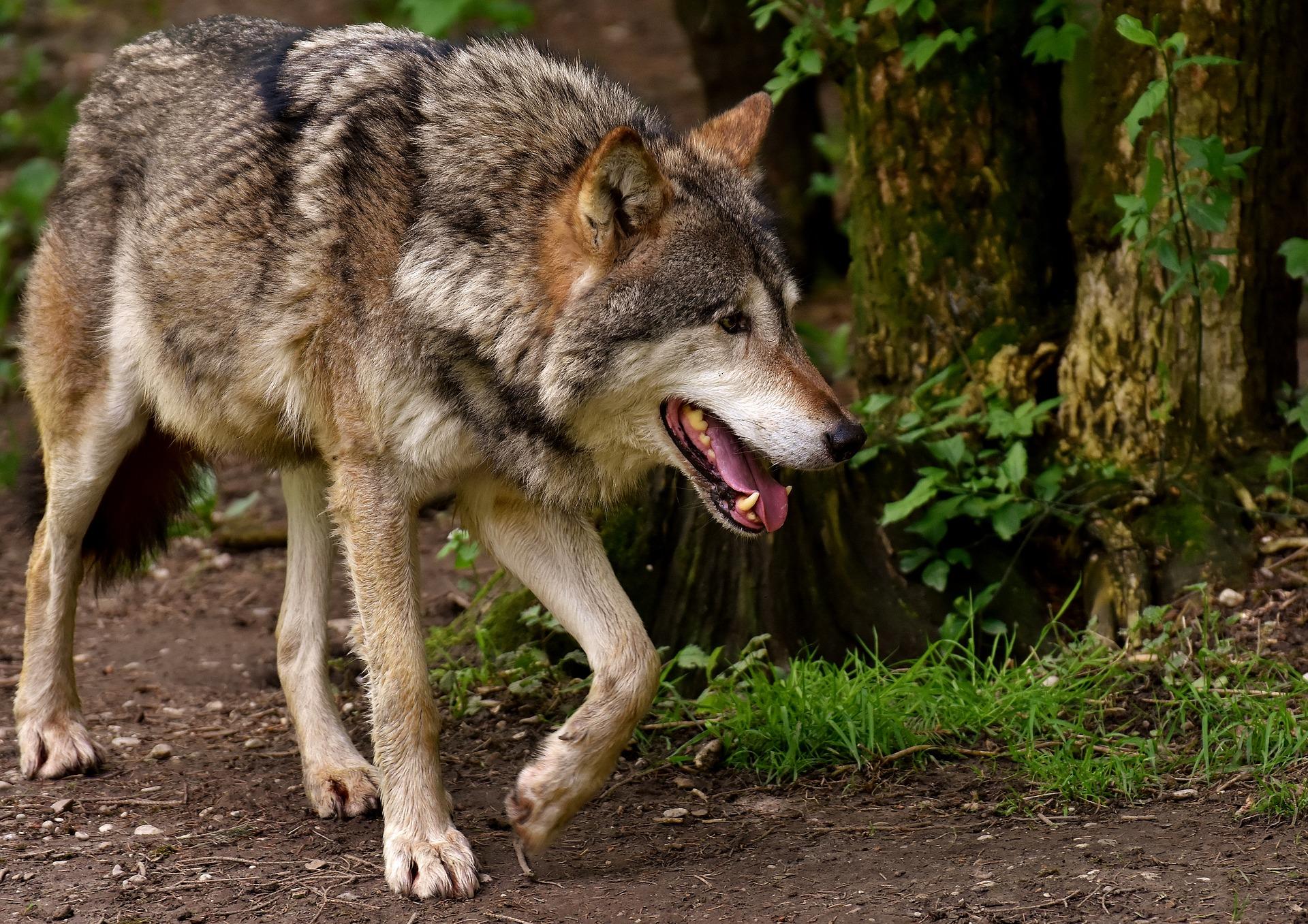 wolf 3151876 1920