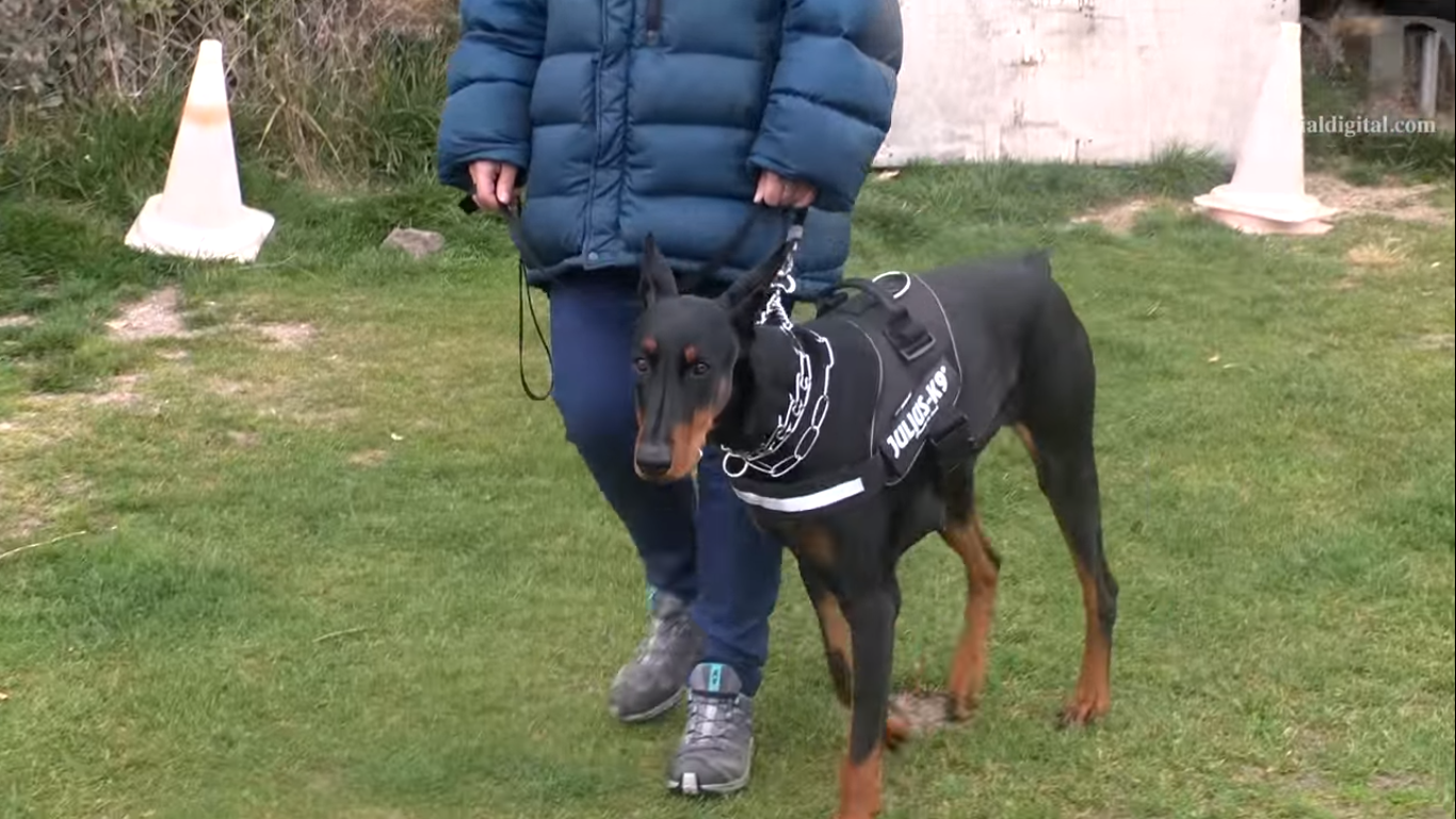 Perros defensores de mujeres