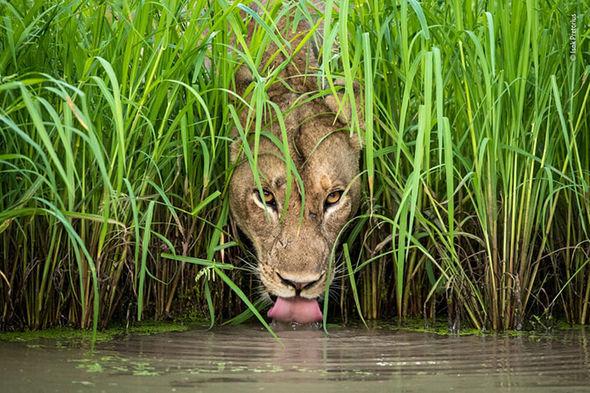 Wildlife photographer of the year 2018 nature pictures 1490933