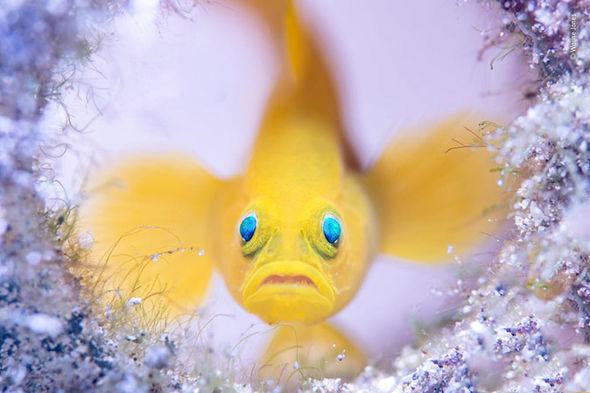 Wildlife photographer of the year 2018 nature pictures 1490762 Wildlife photographer of the year 2018 nature pictures 1490762