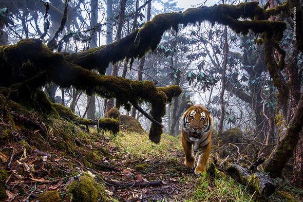 Wildlife photographer of the year 2018 nature pictures 1490767 Wildlife photographer of the year 2018 nature pictures 1490767