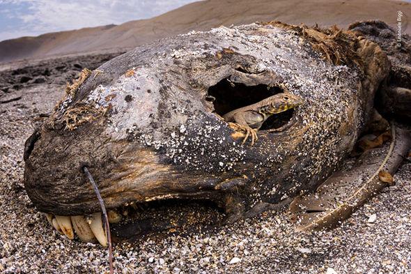 Wildlife photographer of the year 2018 nature pictures 1490835 Wildlife photographer of the year 2018 nature pictures 1490835