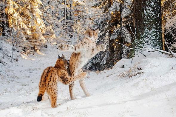 Wildlife photographer of the year 2018 nature pictures 1490895 Wildlife photographer of the year 2018 nature pictures 1490895