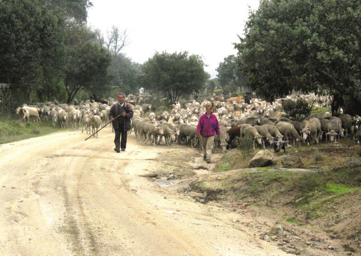 Imagen de archivo de una vía pecuaria.