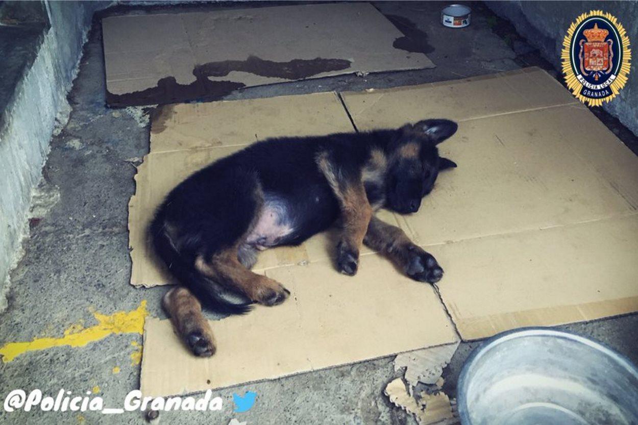 Perro maltratado y adoptado por la Policía Local de Granada. @Policia Granada.