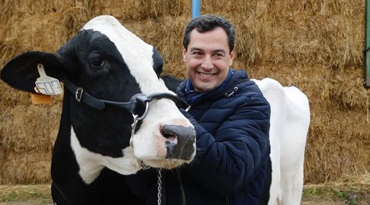 Juanma Moreno posando con una vaca, en plena campaña electoral