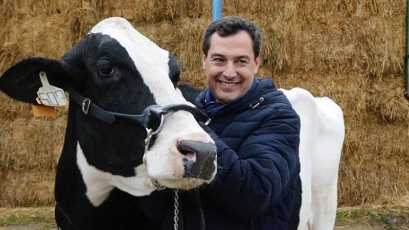 Juanma Moreno posando con una vaca, en plena campaña electoral