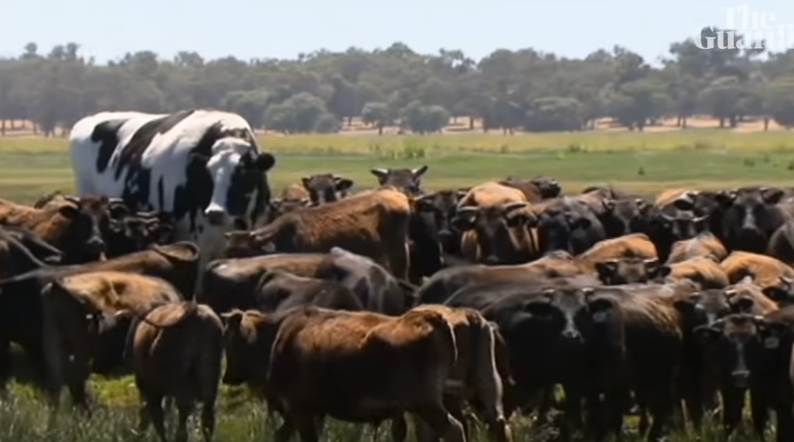 La "vaca más grande de Australia", Knickers - Youtube