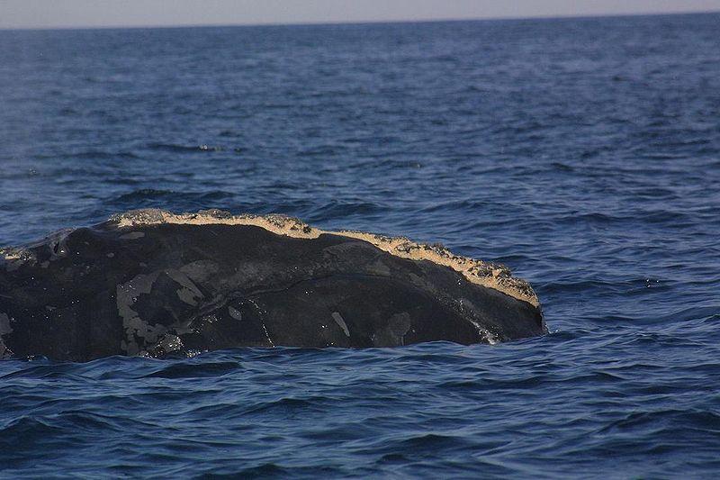 Ballena Franca en el Atlántico Norte. Foto: NOAA