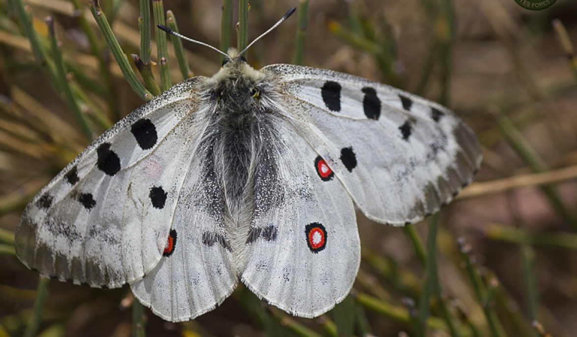 Un tipo de maripos en peligro de extinción en la Comunidad de Madrid, la 'parnassius apollo'