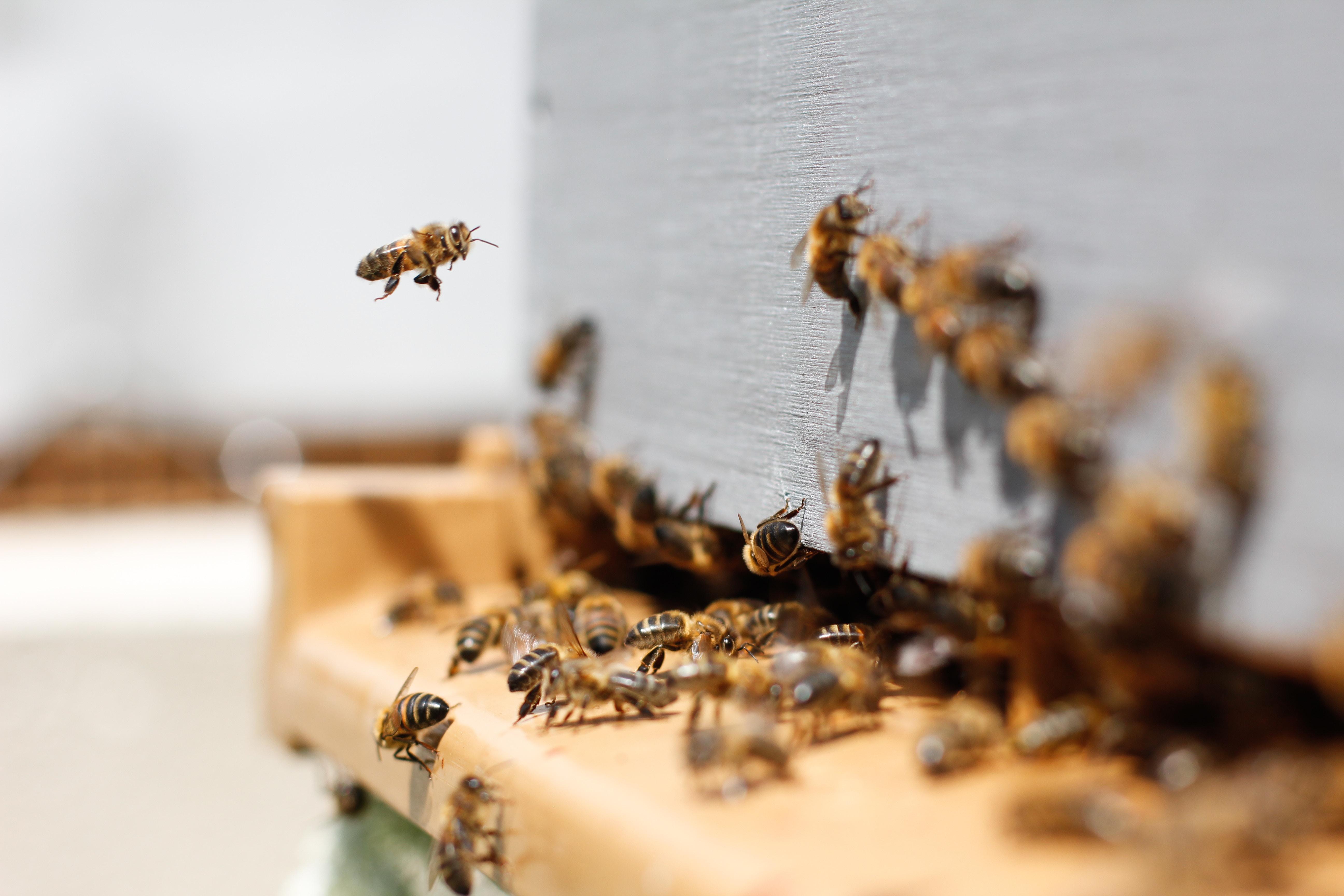 Panal de abejas. Foto: Damien Tupinier en Unsplash
