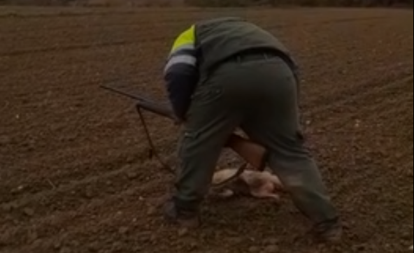 Cazador tortura hasta la muerte a un zorro