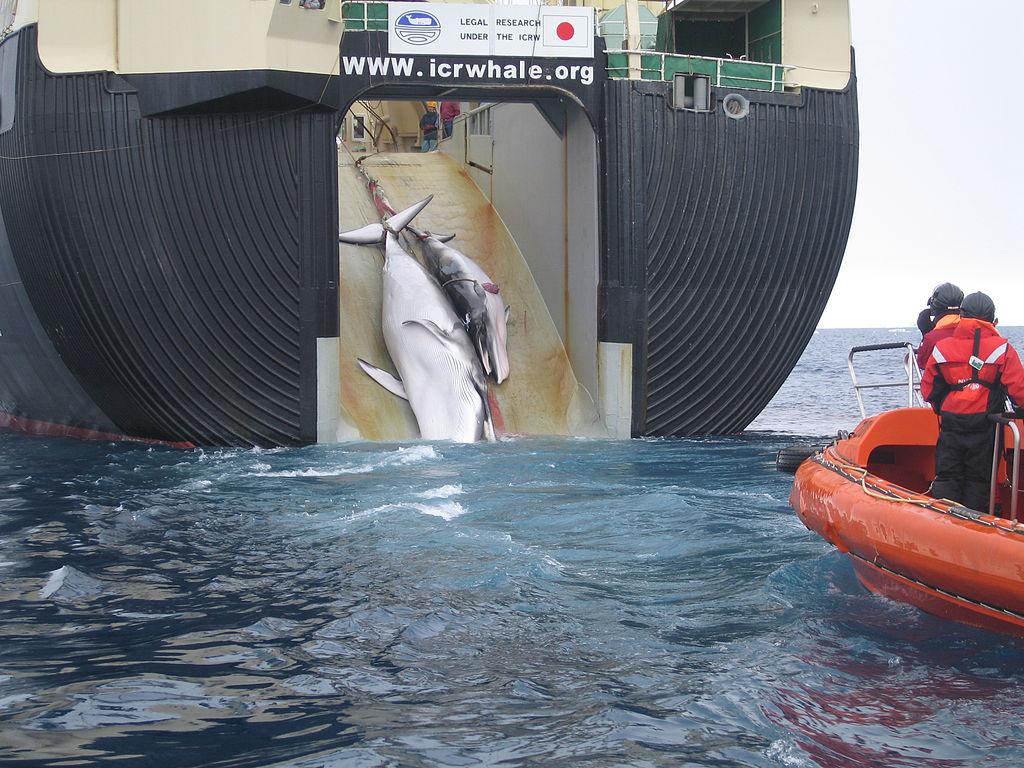 Un ballenero japonés captura dos ballenas minke. Foto: Australian Customs and Border Protection Service