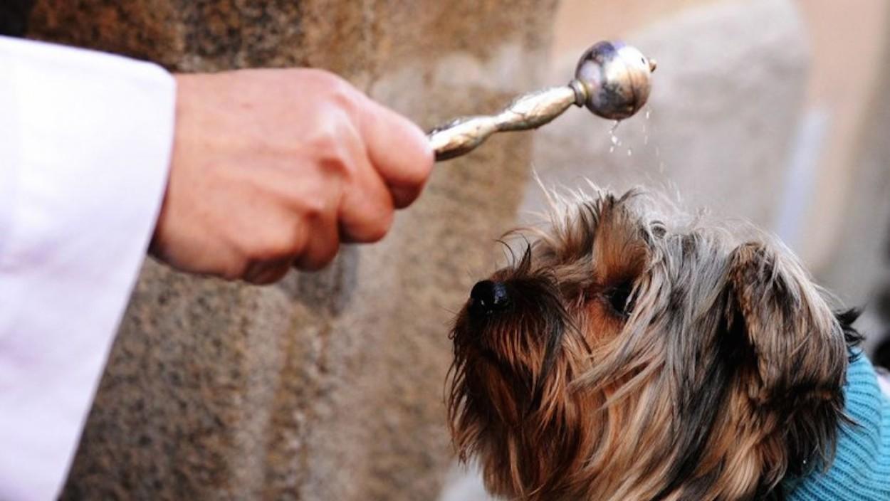 Bendición de una mascota en San Antón. ARCHIDIÓCESIS DE SEVILLA