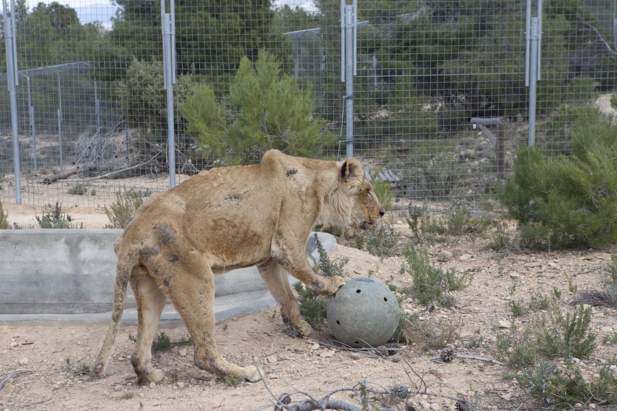 Animales del Circo