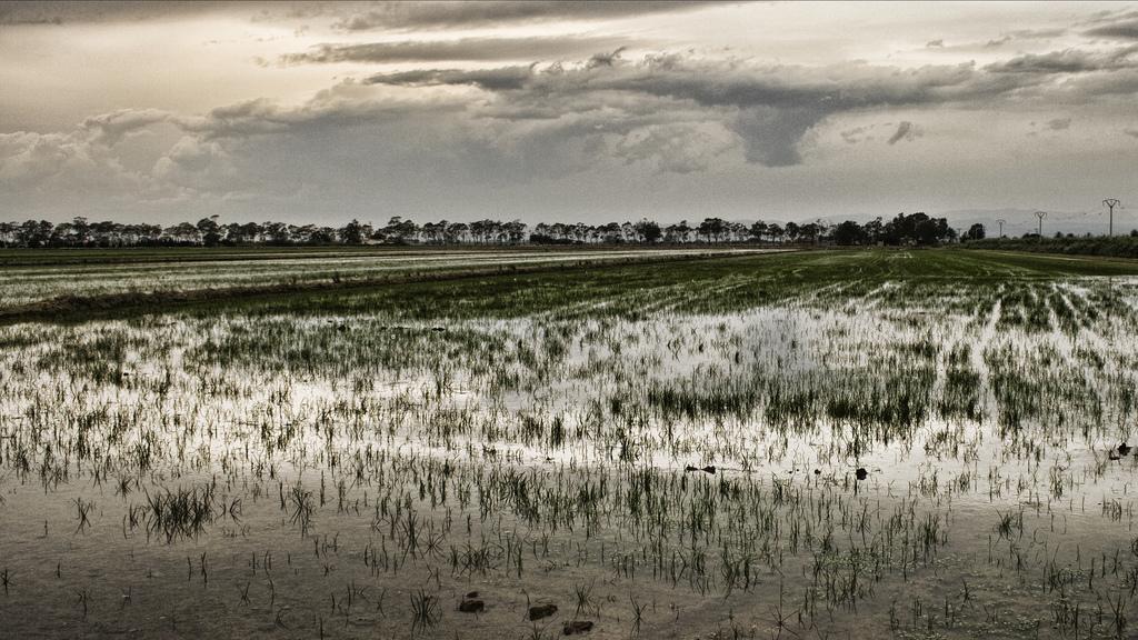 Arrozal en el Delta del Ebro (imagen de Gabriel Villena/ CC)