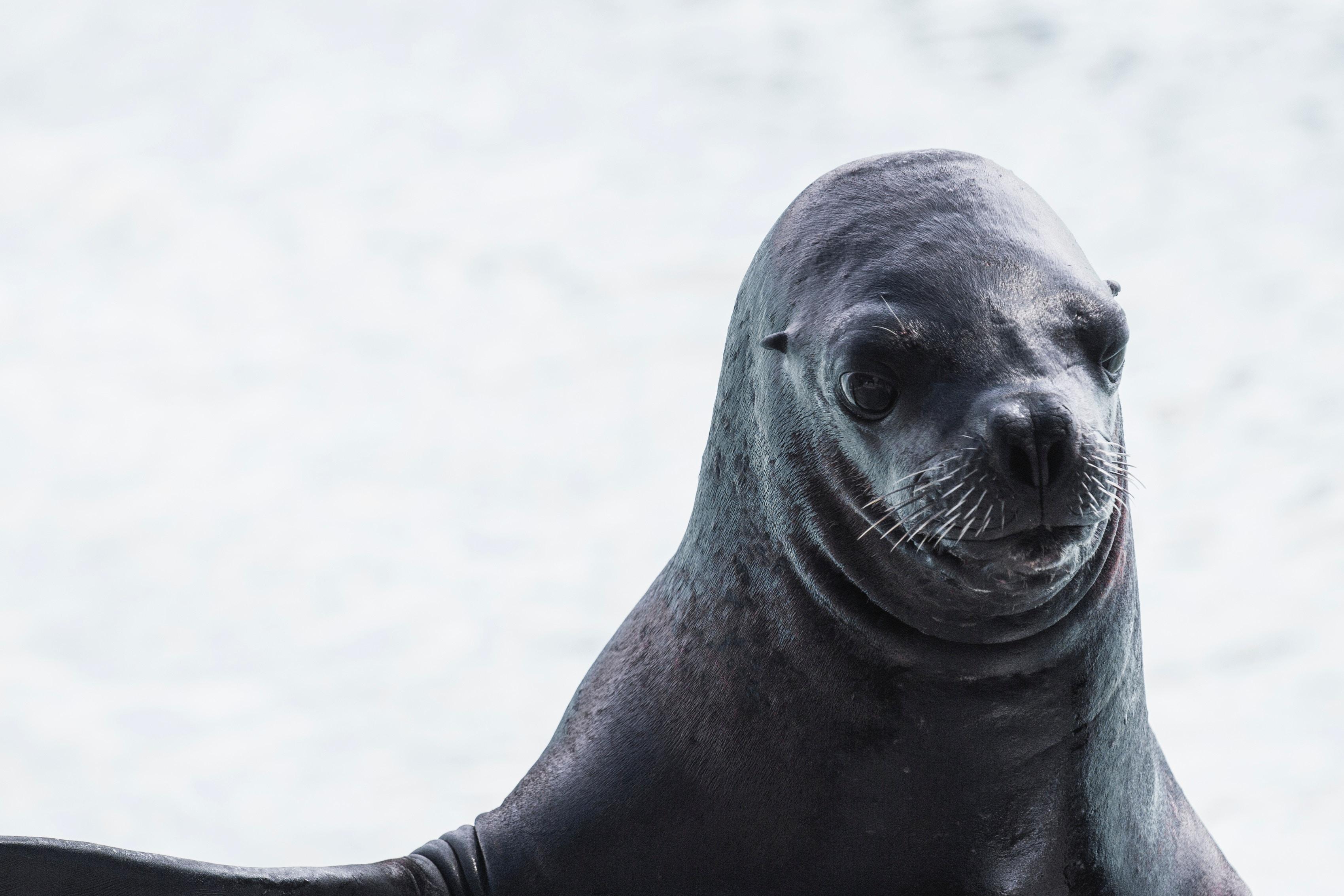 Una foca en una playa danesa. Foto: Karsten Madsen