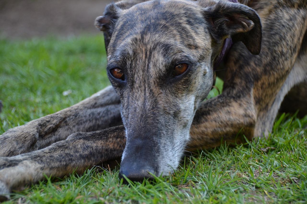 Un galgo descansa sobre la hierba. 