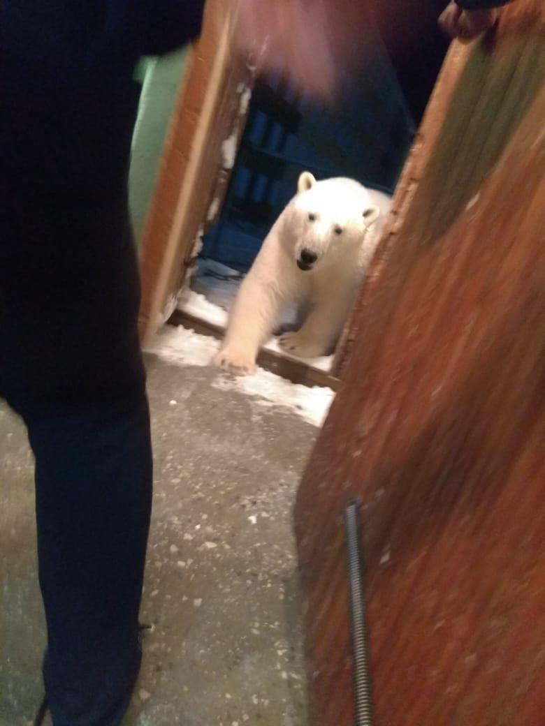 Oso polar invade una vivienda. Foto: Sergey Kudinov